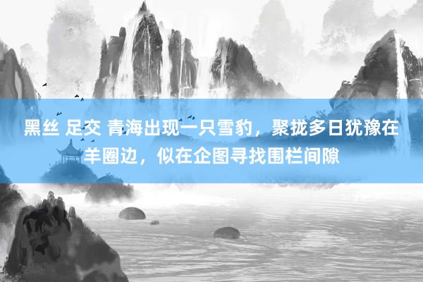 黑丝 足交 青海出现一只雪豹，聚拢多日犹豫在羊圈边，似在企图寻找围栏间隙