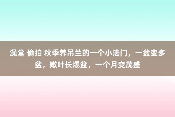 澡堂 偷拍 秋季养吊兰的一个小法门，一盆变多盆，嫩叶长爆盆，一个月变茂盛